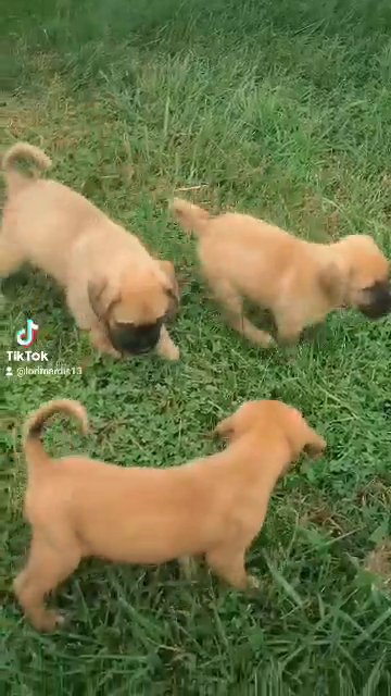 Muscle-Mastiff Puppies in Zanesville, Ohio