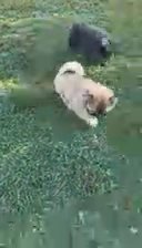 Chow Chow in New York City, New York