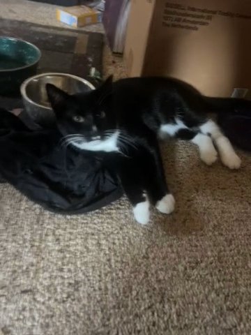 Cats Looking For Their Forever Home in Fort Washington, Maryland