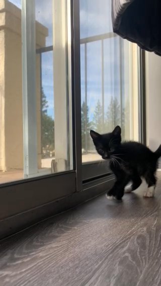 Little Figaro in Fresno, California