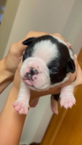 Boston Terrier Puppies in Bordentown (Township), New Jersey