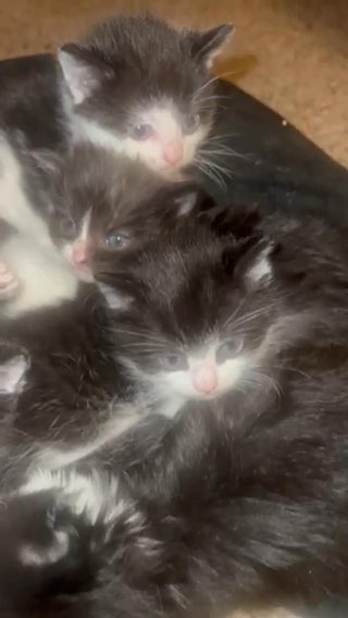 Kittens In Need Of Their Forever Home in Fort Washington, Maryland