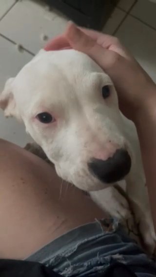 Dogo Aegentino female in Tavares, Florida