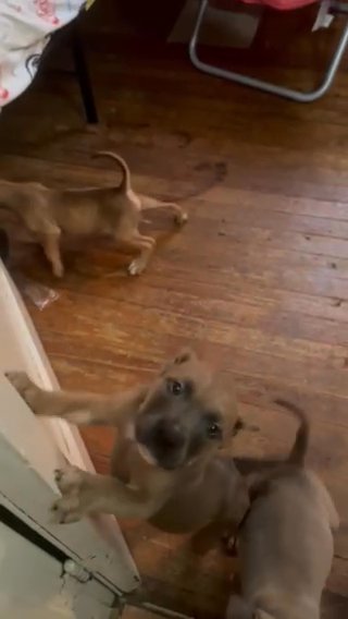 American Bullies in Buffalo, New York