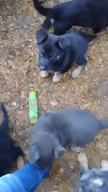 German Shepherd Puppies in Kingsport, Tennessee
