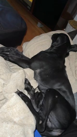 6 Month Old Cane Corso (Porsche) in Houston, Texas