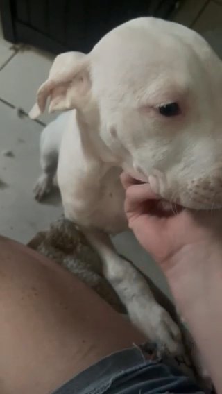 Dogo Argentino Puppy in Tavares, Florida