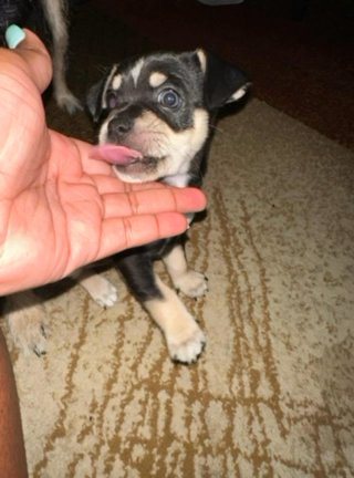 Clover Is Looking For His Forever Home in Lawrenceville, Georgia