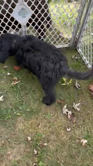 F3b Multigenerational Labradoodle puppy in Crossville, Tennessee