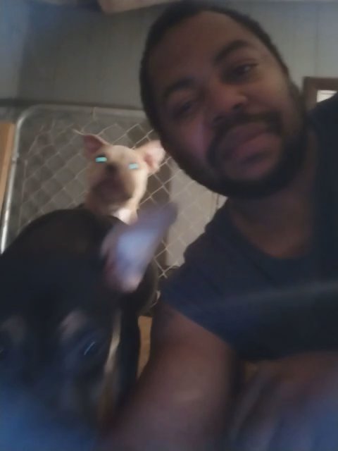 American Pocket Bully in Madisonville, Kentucky