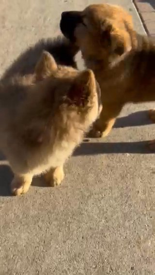 Male Chow Chow Husky Puppies in Orange, California