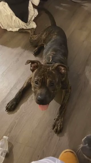 Brendel Pitbull Terrier Boudie in Wichita, Kansas