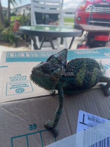 chameleon in Lehigh Acres, Florida