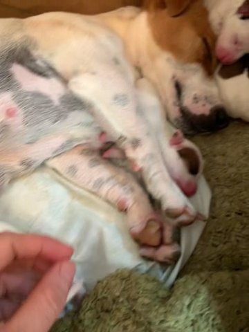 Sunny & Gators Newly Arrived Puppies 10/14 in Prattville, Alabama