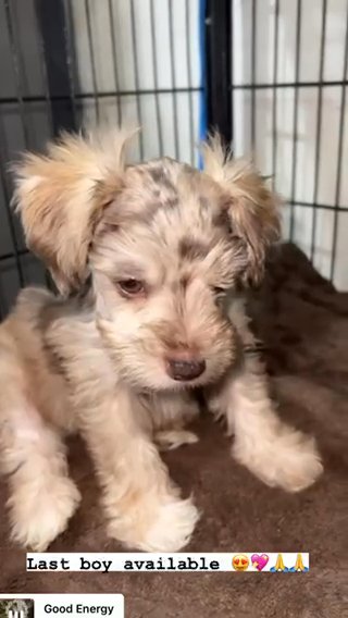 Miniature Schnauzer Boy in Houston, Texas
