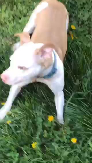 Red Nose Pitbull in Washington, District of Columbia