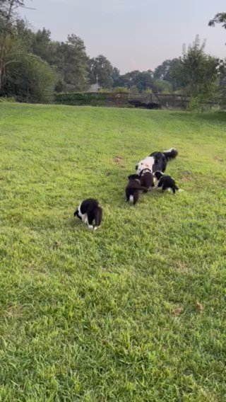 Border Collie Puppies in Atlanta, Georgia