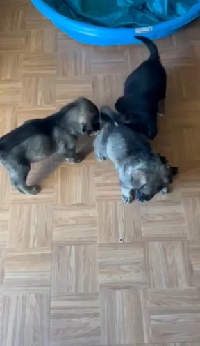 German Shepherd Puppies in Cherry Hill, New Jersey