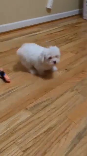 CKC Yorkiepoo Female in Lexington, South Carolina