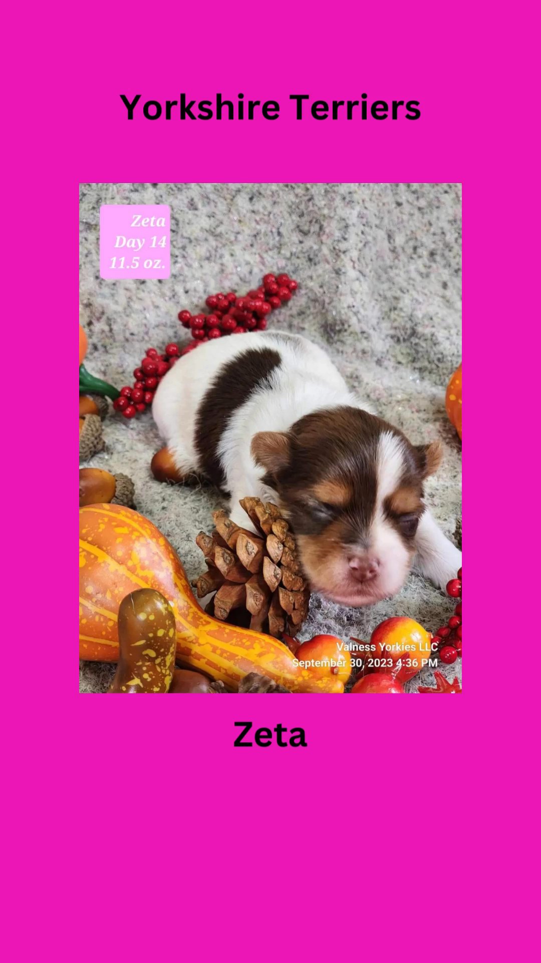 Zeta in Washington, District of Columbia