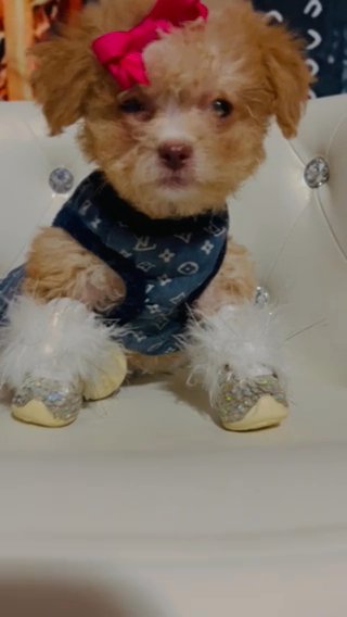 SOLD Tiny Teacup AKC Poodle  ? in Manhattan, New York