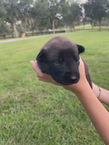 Socialized Belgian Malinois Puppies in Ocala, Florida
