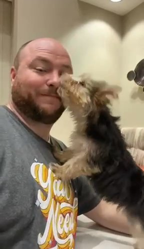 Yorkie Puppy APRI Registration Delivery Included in Pocatello, Idaho