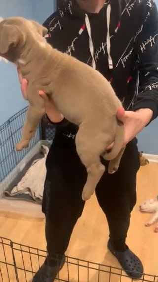 American Bully Xl’s in Port St. Lucie, Florida