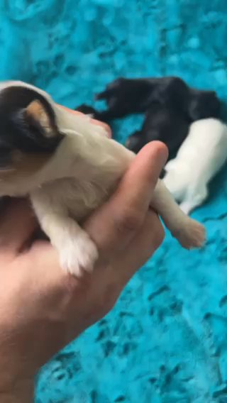 Purebred Yorkie Puppies APRI Registration in Pocatello, Idaho