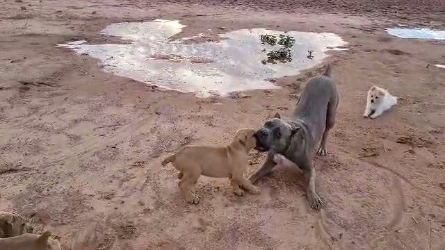 Cane Corso in Lawton, Oklahoma