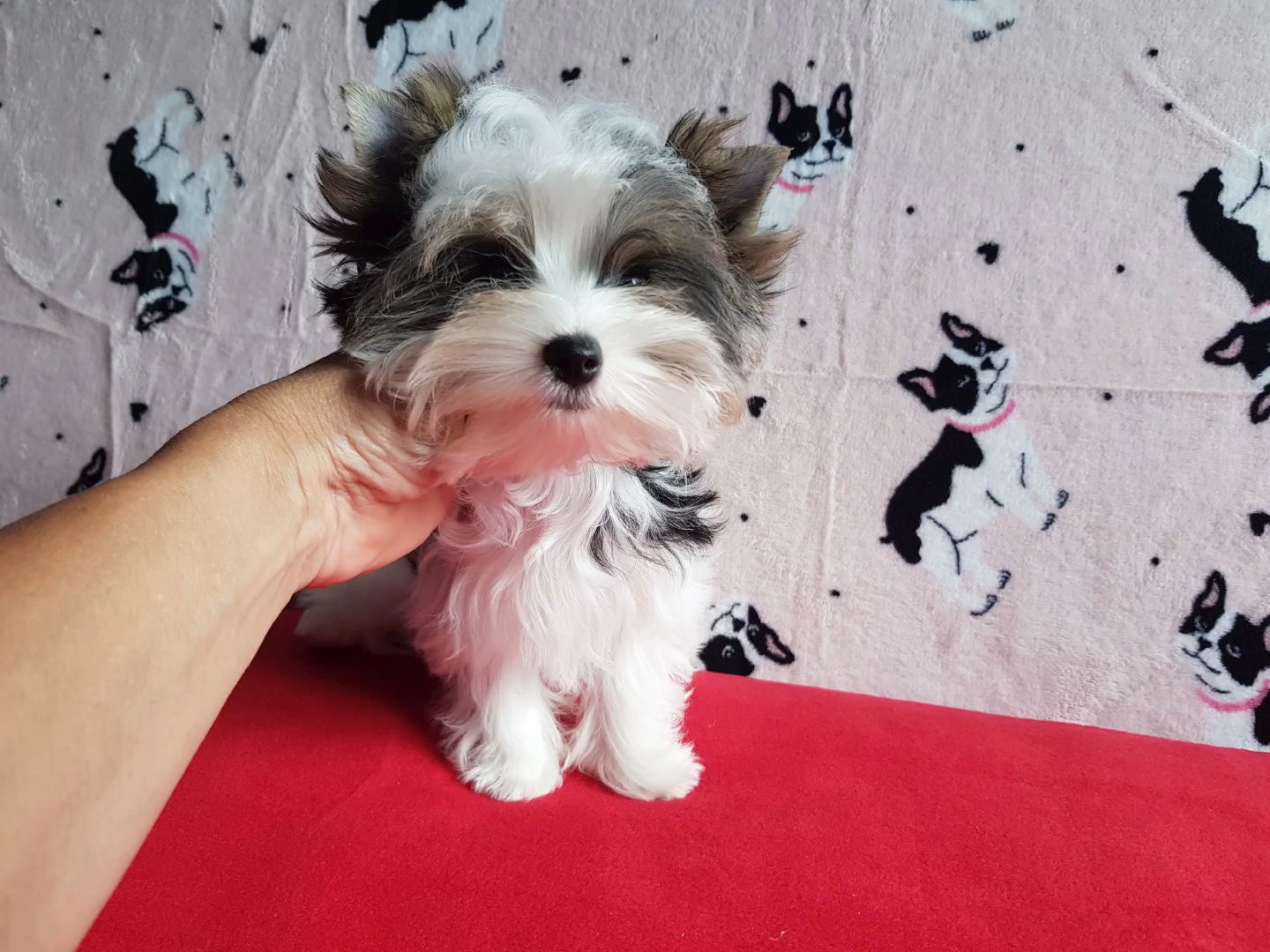 Tiny Dakota in Chicago, Illinois