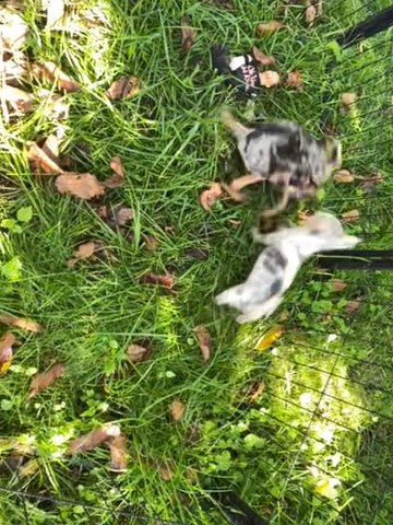 Chihuahuas in Westfield, Massachusetts