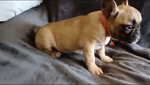 French Bull Dog in Phoenix, Arizona