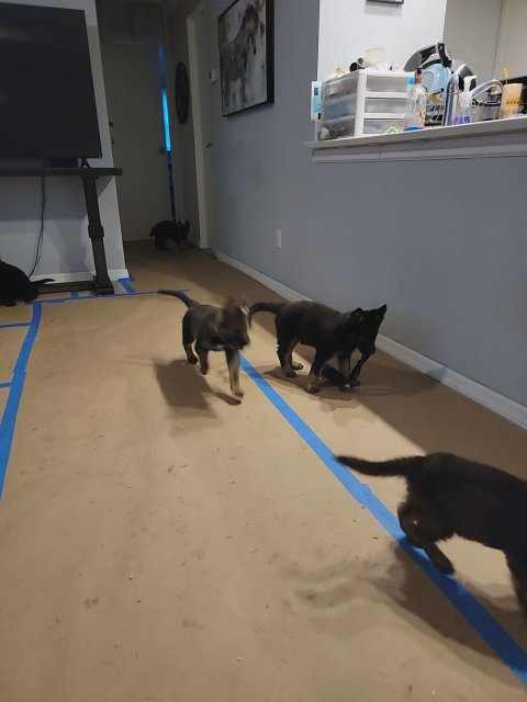 AKC German Shepherd Puppies in Sarasota, Florida