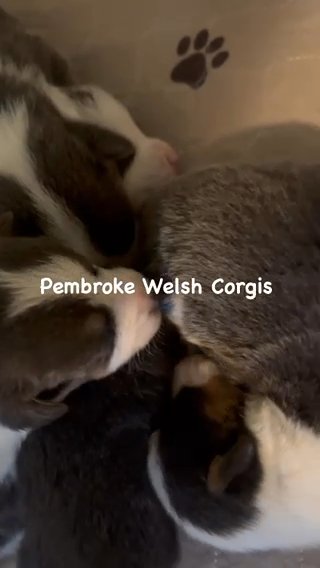 Pembroke Welsh Corgi Puppies in Ironton, Ohio