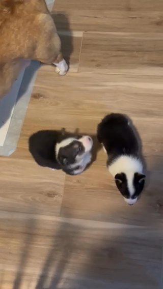 Male & Female Akc Pembroke Welsh Corgis in Ironton, Ohio