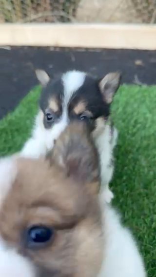 Male & Female Pembroke Welsh Corgi Puppies in Ironton, Ohio
