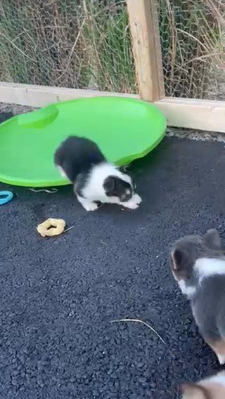 Pembroke Welsh Corgi Puppies in Ironton, Ohio