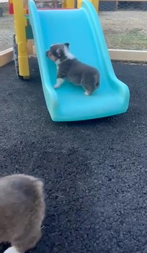 Male Bluie Pembroke Welsh Corgi Puppy in Ironton, Ohio
