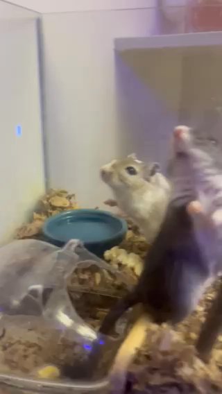 2 Male Gerbils For Sale in State College, Pennsylvania