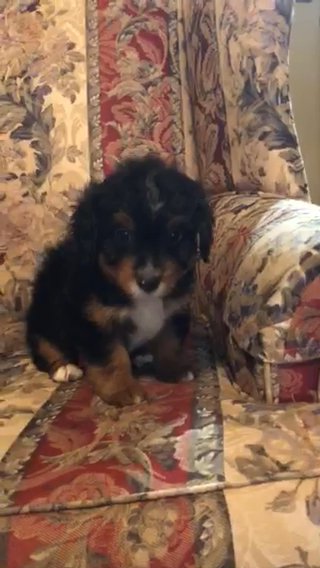 Rabbit ( Female Bernedoodle) in Greenwood, South Carolina