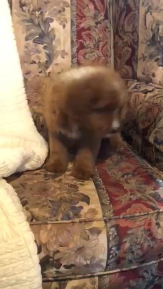 Goldie (female Bernedoodle) in Greer, South Carolina