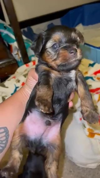 Toy Yorkie in Rancho Cucamonga, California