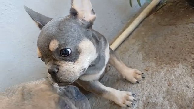 lilac at male in Phoenix, Arizona