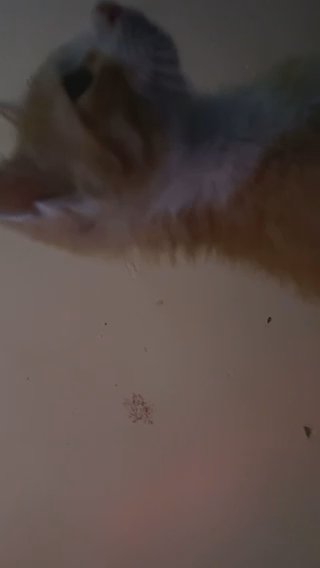 Orange And White Tabby Kitten in The Bronx, New York