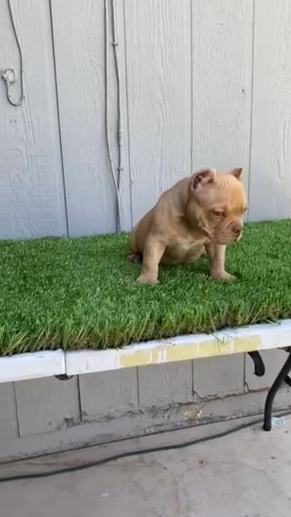 Male Bully in Phoenix, Arizona