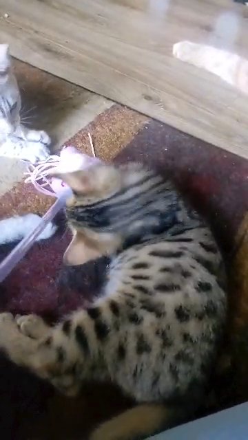 Brown Rosetted Bengal Kitten in Louisville, Kentucky