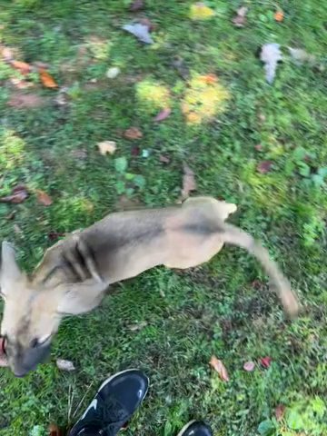 Female Great Dane Puppy in Atlanta, Georgia