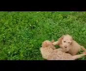 Mini Goldendoodle in New York City, New York