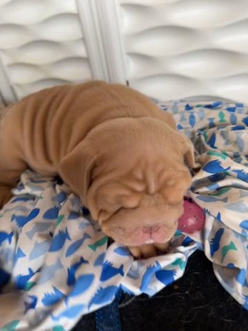Lilac Sable male SOLD in Dallas, Texas